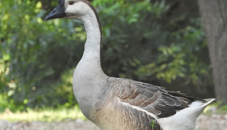 weird animals,weird animals around the world,world top weird animals,travel,travel tips,holidays