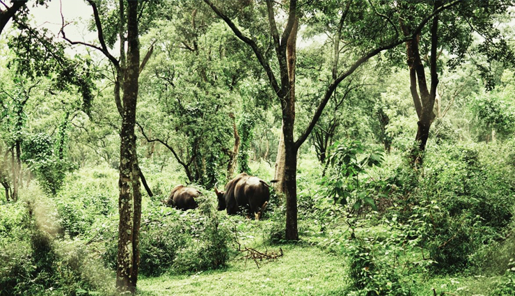 wildlife sanctuaries in kerala,best wildlife sanctuaries in kerala,top wildlife sanctuaries to visit in kerala,kerala wildlife tour,kerala wildlife sanctuaries list,best wildlife destinations in kerala,famous wildlife sanctuaries in kerala,kerala national parks and wildlife sanctuaries,visit kerala wildlife sanctuaries,wildlife sanctuaries for nature lovers in kerala,kerala wildlife photography spots,nature reserves in kerala,kerala wildlife sanctuary travel guide,elephant sanctuaries in kerala,bird sanctuaries in kerala
