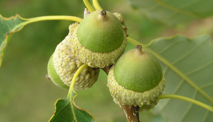 acorn types and varieties,different kinds of acorns to recognize,acorn classifications and species,acorn diversity: types to be aware of,identifying various acorn variations,acorn kinds and their characteristics,understanding acorn diversity and types,types of acorns to familiarize with,exploring acorn varieties and classifications,different acorn species and their traits