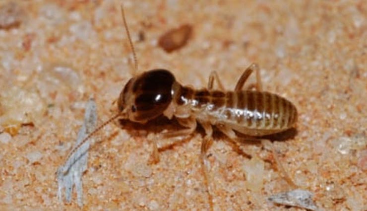 5 new wild species discovered in india,khaire black shieldtail,himalayan forest thrush,indian dancing tadpole,red forest crab,chiraharitae termite