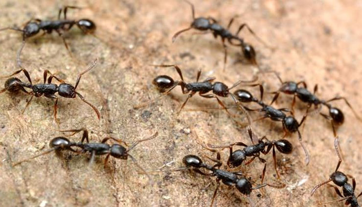 household tips,home remedies,house-spreading diseases,get rid of animals