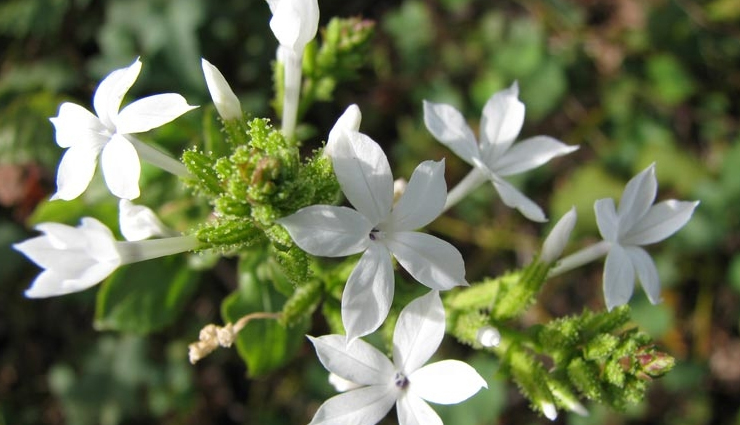 herbs and spices for pcos management,natural remedies for pcos and health issues,managing pcos with herbs and spices,benefits of herbs and spices for health issues,herbal remedies for pcos and other health conditions,spices for hormonal balance and wellness,pcos-friendly herbs and spices,herbal solutions for women health concerns,holistic approach to managing pcos and other health problems,incorporating herbs and spices in your health routine