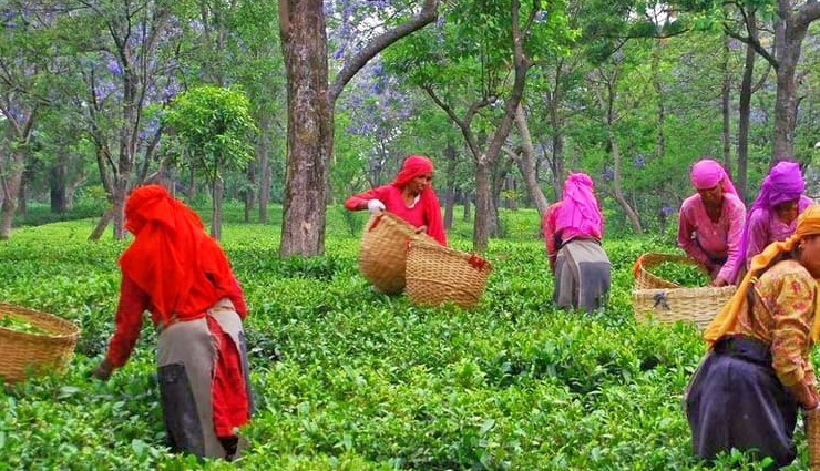 bir billing tourist places,places to visit in bir billing,top attractions in bir billing,gunehar waterfall bir,chowgan tea garden,sunset point bir billing,chokling monastery,barot valley,deer park institute,baijnath temple,drukpa kagyu monastery,himalayan film school,rajgundha valley,bir billing adventure activities,paragliding in bir billing