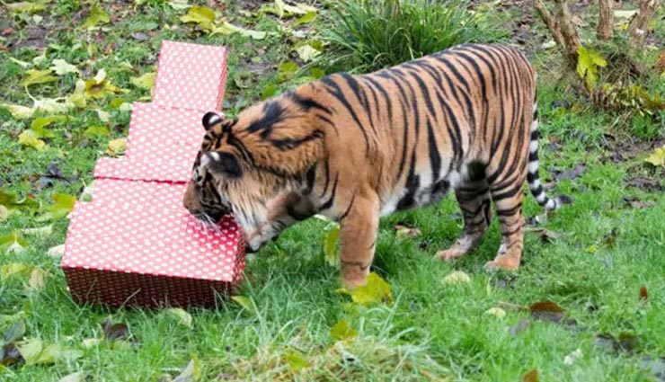 लंदन के चिड़ियाघर में सेंटा ने  जानवरों को दिए क्रिसमस गिफ्ट, देखे वीडियो