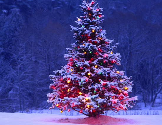 Do You Know The History and Importance of Christmas Tree?