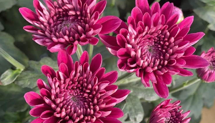 indoor plants for lung health,lung-friendly houseplants,air-purifying indoor plants,plants to improve indoor air quality,lung health and indoor gardening,indoor plants for respiratory health,houseplants for clean air,best indoor plants for lung health,lung-supporting houseplants,indoor plants for cleaner breathing