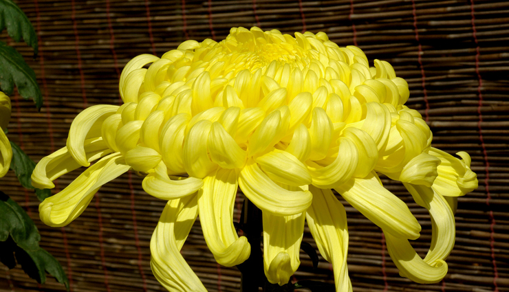 indoor plants best for your home,indoor plants,house plants,beast indoor plants,household tips,gardening tips,home decor tips