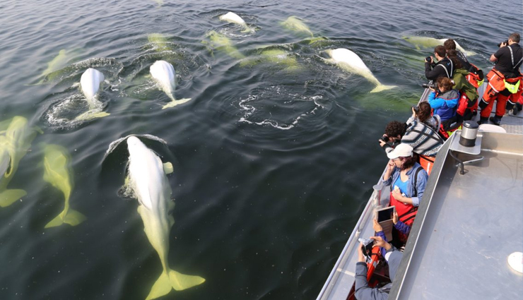 northern lights in canada,aurora magic,polar bears,beluga whales,churchill,manitoba,aurora viewing,wildlife encounters,canadian arctic,churchill tours,arctic adventures