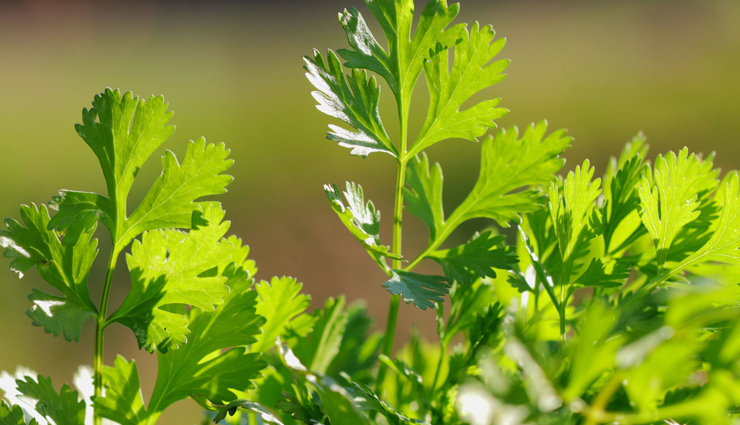 tips to keep coriander fresh for long time,household tips
