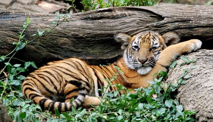 5 must visit zoo if you are in usa,top 5 zoo in usa,best zoo in usa,memphis zoo,saint louis zoo,lincoln park zoo,cincinnati zoo,zoo miami,places to be visited in usa