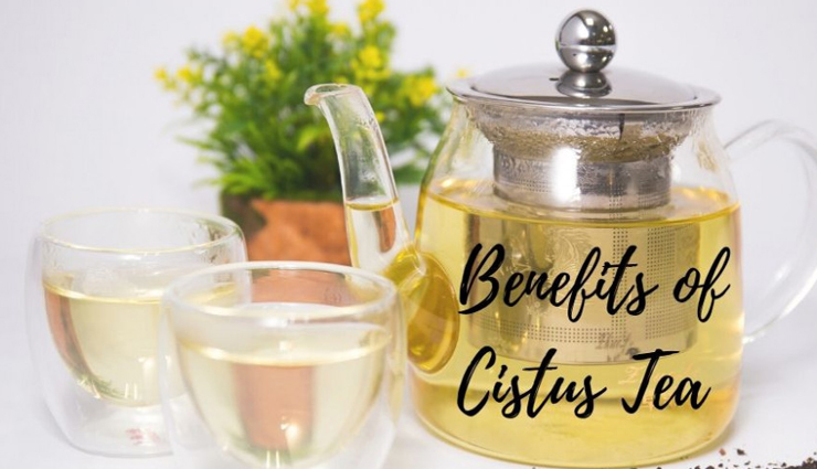 cistus tea,health benefits of cistus tea,Health tips,firness tips