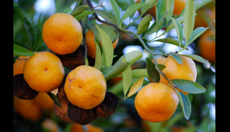 species that ended because of humans,extinct species,silphium,black rhinoceros,citropsis sex tree,sperm whales,the scrotum water frog