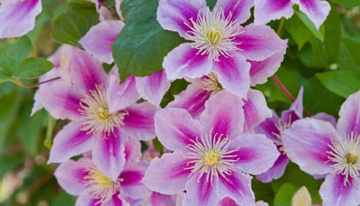 flower gift ideas for women,flowers for romantic gestures,popular flowers for girlfriends,flowers for women’s preferences,romantic floral arrangements,choosing flowers for her,flower meanings for romantic gifts,favorite flowers for female friends,flowers that women adore,symbolic flowers for romantic gifts