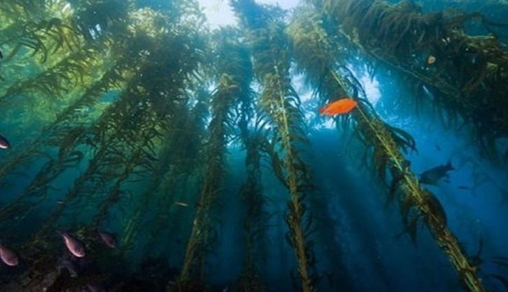 weird news,weird lake,weird forest,kazakhstan,the sunken forest