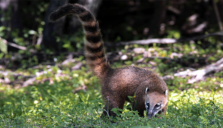 मेक्सिको में दौड़ते दिखे 'डायनासोर', वीडियो देखने के बाद हर कोई हैरान mexico,dinosaur,dinosaur running video
