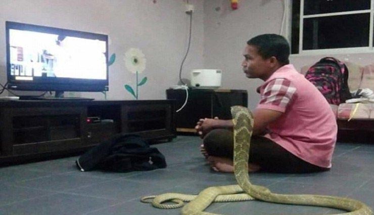 कोबरा को पत्नी की तरह अपने साथ रखता है ये शख्स, दोनों एक साथ बेठ कर देखते है टीवी, देखे तस्वीरे
