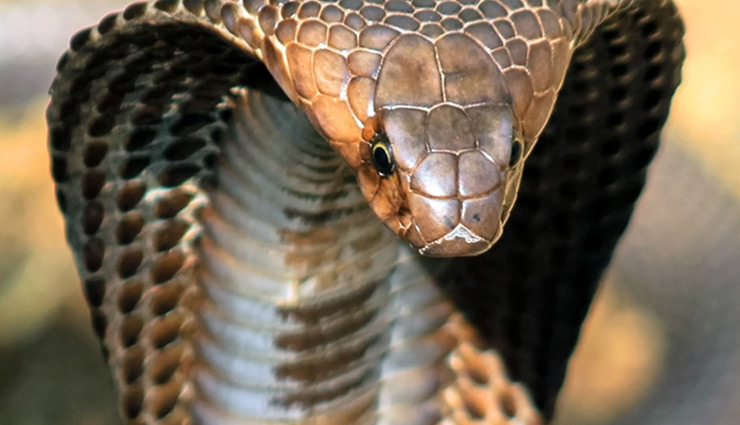 कोबरा को काटकर सूप बनाने जा रहा था शख्स, कटे हुए फन ने डसा; हुई मौत 