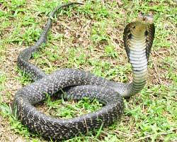 cobra as pet,weird village,india ,अजगर,कोबरा,जहरीले सांप,अजब गजब खबरें