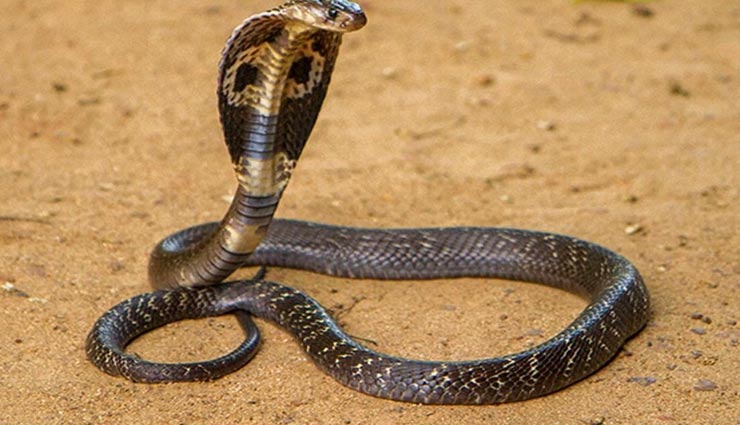 weird news,weird parcel,cobra in parcel,online shopping