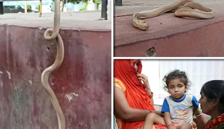 OMG! 4 साल के बच्चे को डंसते ही कोबरा की हुई मौत, मस्त खेलता रहा मासूम