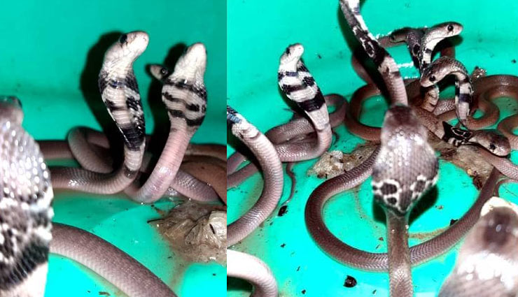 देहरादून : दुकान में फुंफकारते न‍िकले 15 जहरीले कोबरा सांप, देख लोगों के उड़े होश