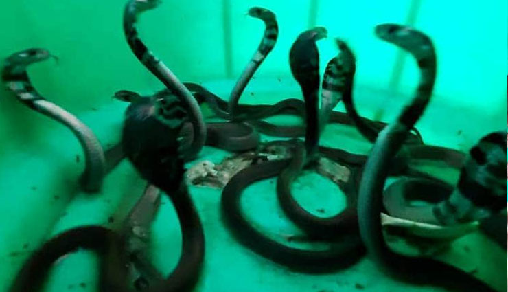 देहरादून : दुकान में फुंफकारते निकले 15 जहरीले कोबरा सांप, देख लोगों के उड़े होश dehradun,cobra snakes,cobra snakes in shop,15 cobra snakes,shop,weird news,weird story,omg,omg news