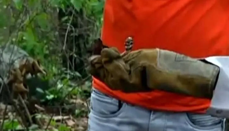 देहरादून : दुकान में फुंफकारते निकले 15 जहरीले कोबरा सांप, देख लोगों के उड़े होश dehradun,cobra snakes,cobra snakes in shop,15 cobra snakes,shop,weird news,weird story,omg,omg news