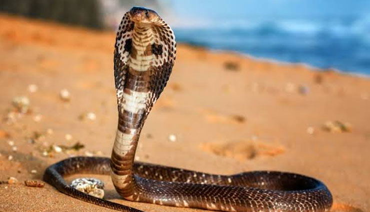 5 Species of Cobra Snakes Found in India