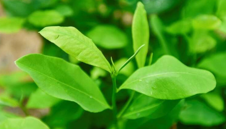 health benefits of coca leaves,coca leaves,Health tips,fitness tips
