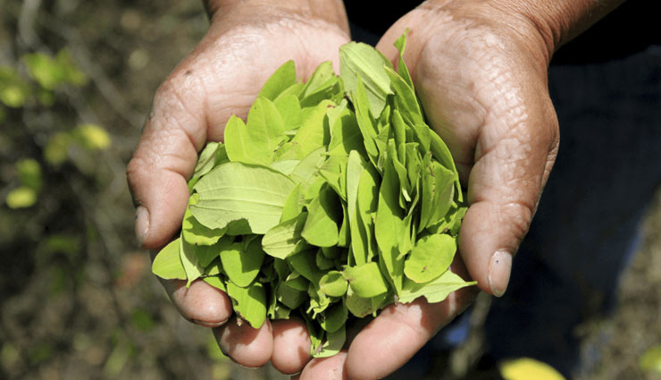 5 Most Amazing Health Benefits of Coca Leaves