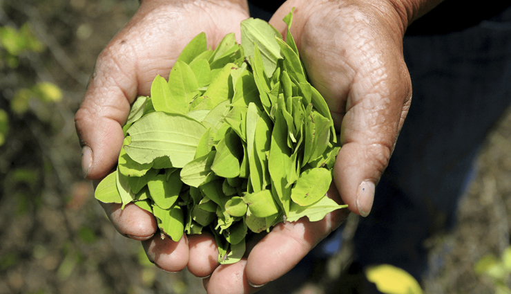 5 Health Benefits of Eating Coca Leaves