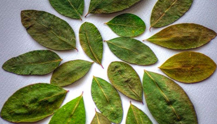 health benefits of coca leaves,coca leaves,Health tips,fitness tips