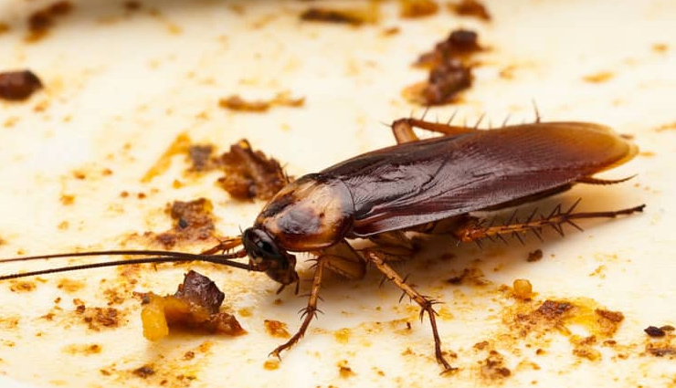 5 tips to get rid of cockroaches in house,how to get rid of cockroaches,home remedies to get rid of cockroaches,cockroaches in house causes diseases