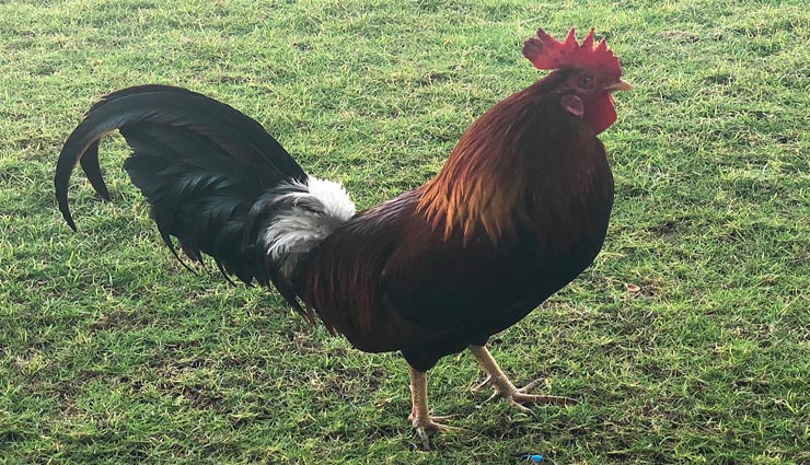 कई महीनों से पुलिस हिरासत में था मुर्गा, मामला जान रह जाएंगे हैरान