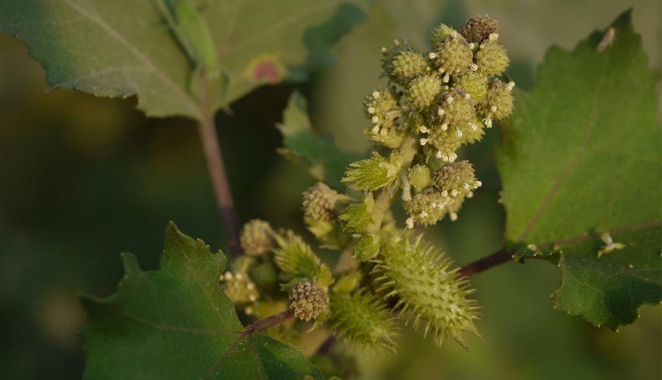 5 Amazing Benefits of Cocklebur Plant