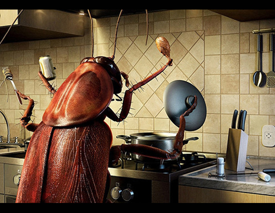 घर से कोकरोज भगाने है तो अपनाये इन 5 नुस्खो को 