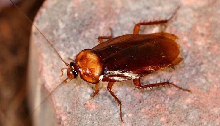 get rid of cockroaches useful tips,house hold tips for cockroach,cockroaches