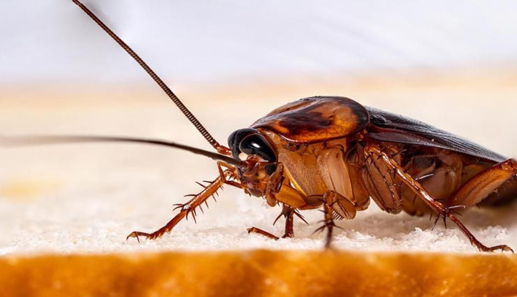 40 मिनट तक अपनी सांस को रोक सकता है एक कॉकरोच, जानें इससे जुड़े अन्य रोचक तथ्य