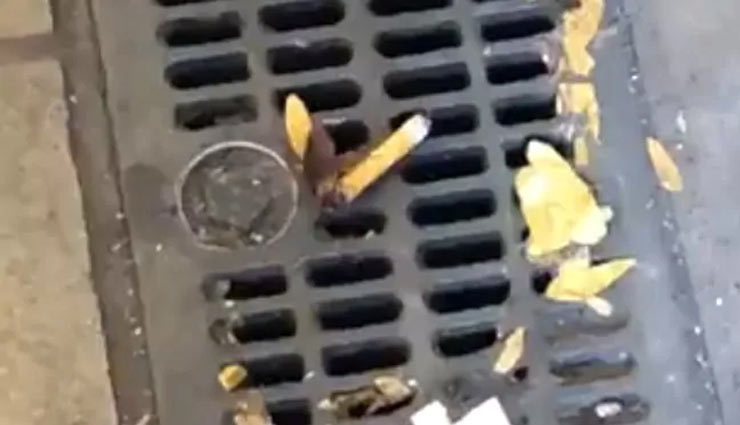 सिगरेट का दीवाना है ये कॉकरोच, देखे वीडियो