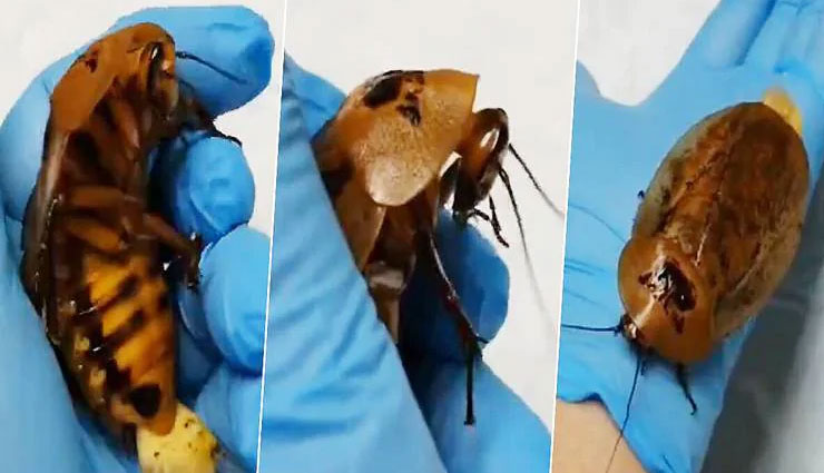 pet cockroach,pregnant,successful surgery,saved life,russia,russian man,weird news in hindi