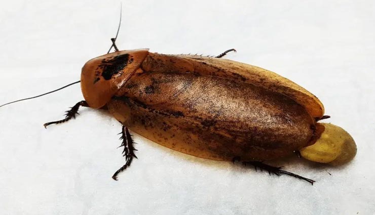 कॉक्रोच की प्रसव परेशानी में मालिक ने कराया उसका अस्पताल में इलाज, पूरा मामला हैरान करने वाला