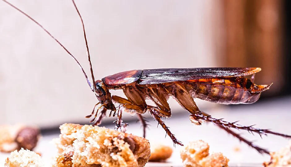 घर से हमेशा के लिए दूर होंगे कॉक्रोच, अपनाएं ये असरदार टिप्स
