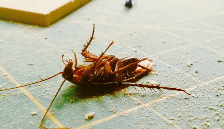 इन घरेलू चीजों से करें पेस्ट कण्ट्रोल, बचेंगे बिमारियों से household items,pest control tips,pest control with household items,household tips,ants,cockroaches,mosquitoes