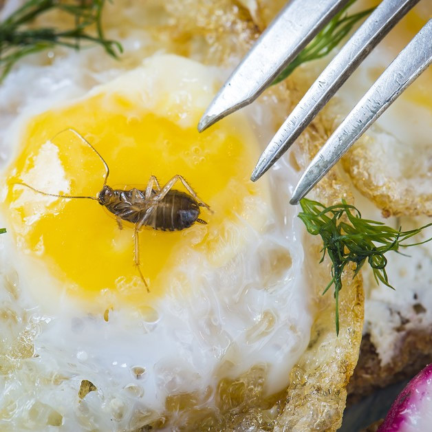 40 cockroaches in food