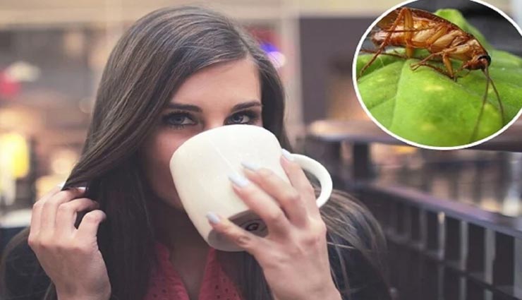 कॉकरोच से बने शरबत का स्वाद लेते हैं इस देश के लोग