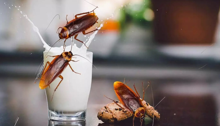 health benefits of cockroach milk,cockroach milk nutrition,cockroach milk benefits,sustainable food source,future superfoods,diploptera punctata,nutritional value of cockroach milk,amino acids in cockroach milk,healthy fats in cockroach milk,micronutrients in cockroach milk,cockroach milk research,unusual superfoods,future of nutrition