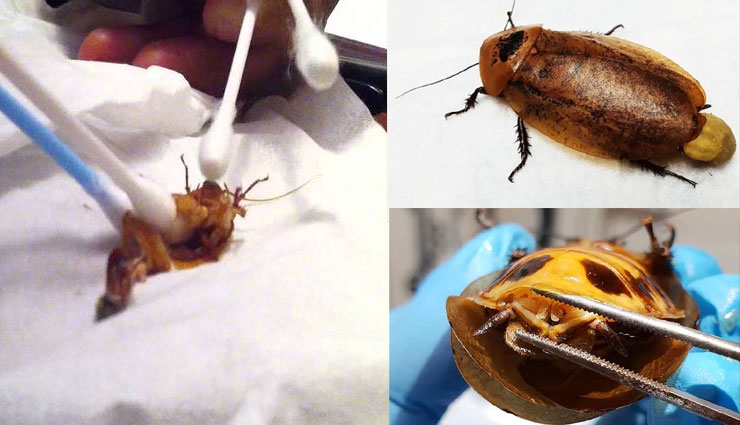 डॉक्टरों ने करी प्रेग्नेंट कॉक्रोच की सीजेरियन डिलीवरी, बचाई मां-बच्चों की जान, देखे वीडियो