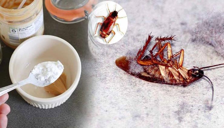 cockroaches,cockroaches remedies,home remedies,tips to get rid of cockroaches ,कॉकरोच, कॉकरोच से गंदगी, कॉकरोच से छुटकारा, घरेलू उपाय, कॉकरोच के उपाय 