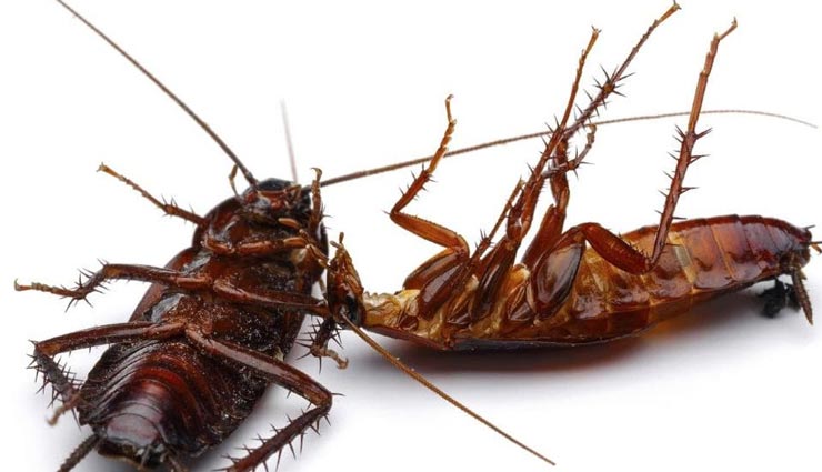 home tips,cockroaches eliminate ideas,home remedies to get rid of cockroaches,home cleaning tips ,होम टिप्स, कॉकरोच से छुटकारा, घरेलू उपाय, घर की सफाई, कॉकरोच भगाने के उपाय 