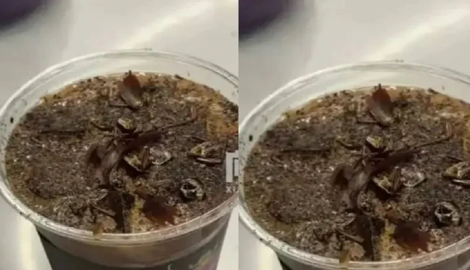 750 रुपये की कॉकरोच कॉफी: चीन में नया और चौंकाने वाला फ्लेवर, जला और खट्टा स्वाद